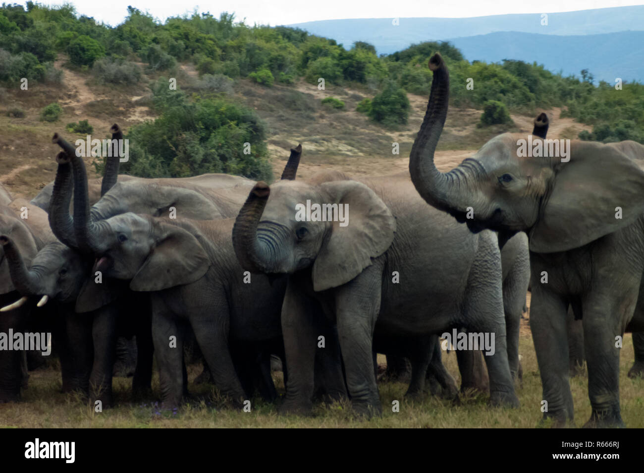 Elephants greeting the rain Stock Photo