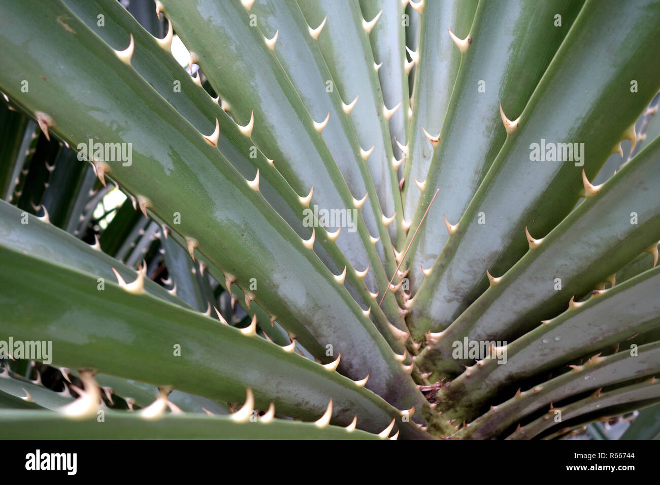 Pandanus odoratissimus or screw pine thorny green plant Stock Photo