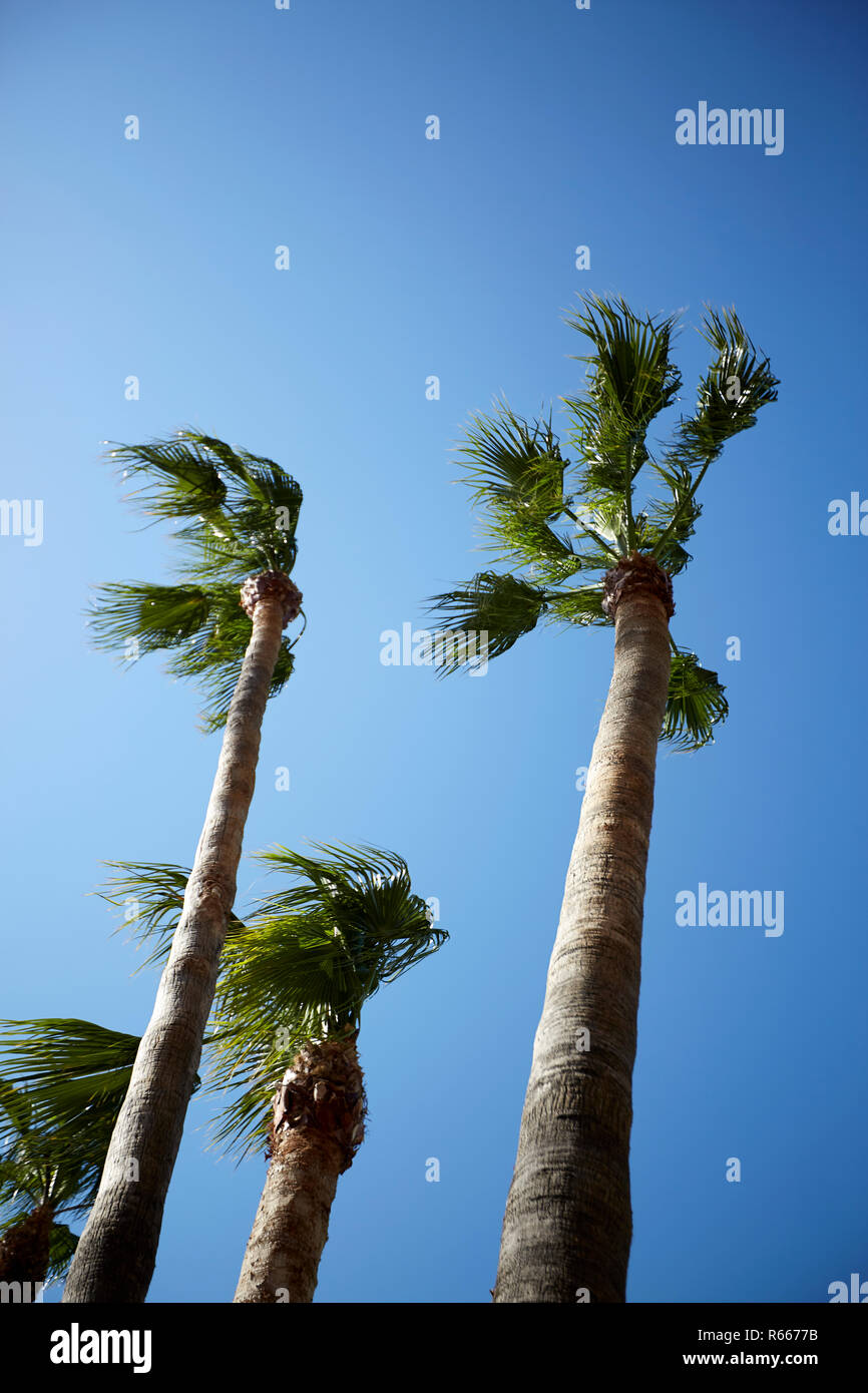 Strong wind blowing palm trees hires stock photography and images Alamy