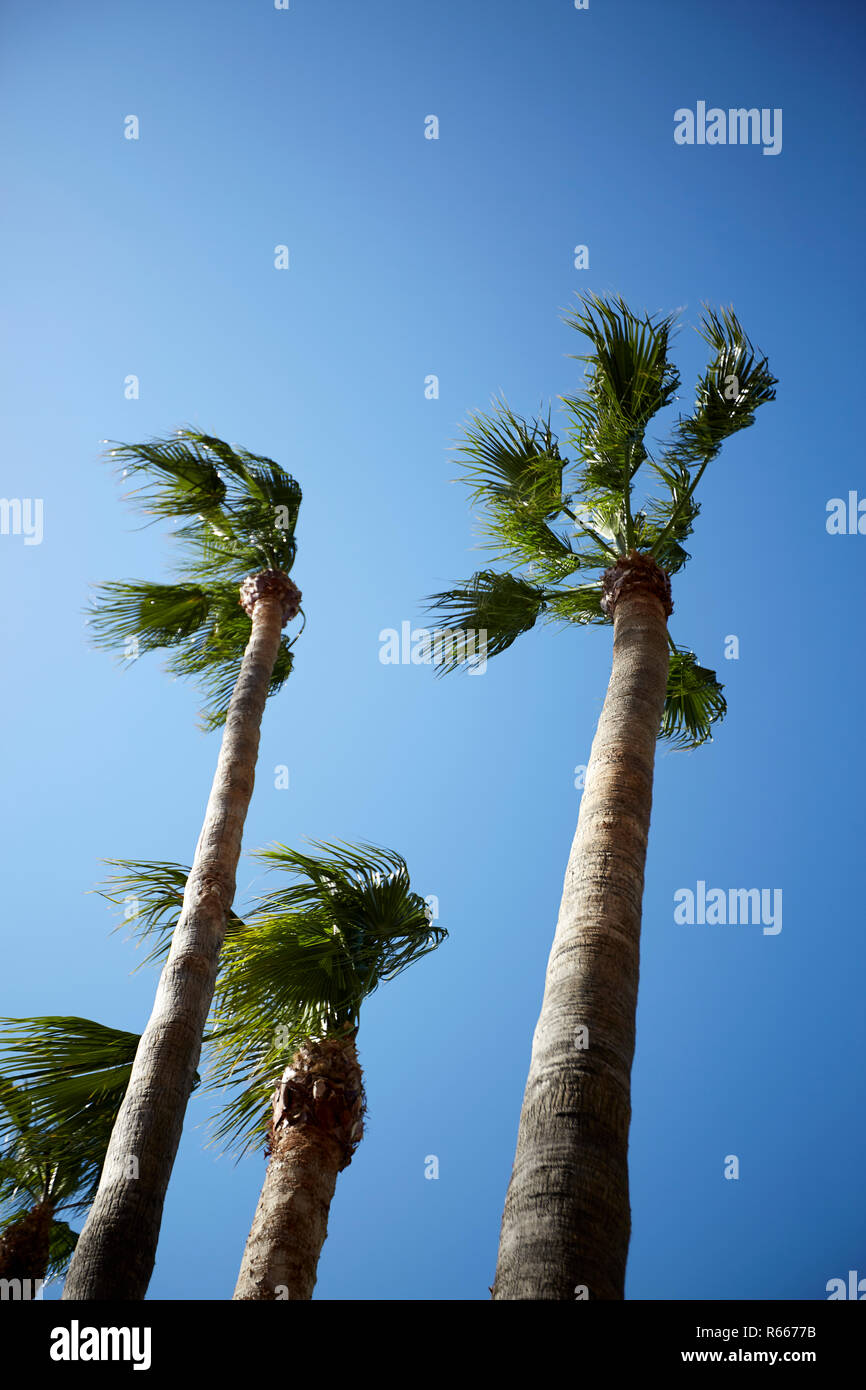 Palm trees in high wind on cloudless blue sky Stock Photo