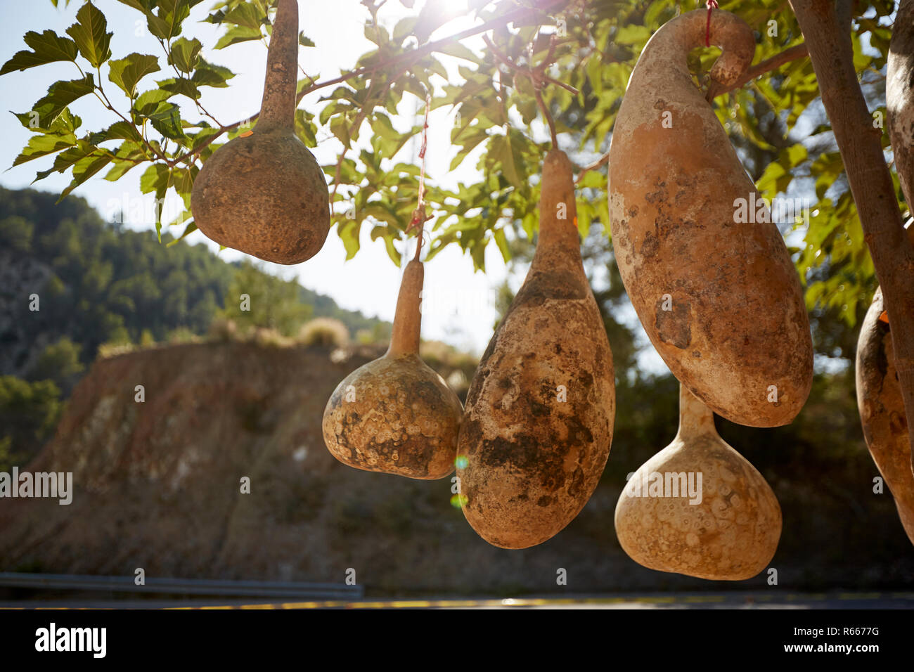 Oddly shaped calabash gourds hanging from the tree in the sun, Spain 2017 Stock Photo