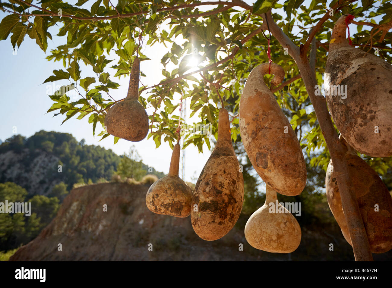 Oddly shaped calabash gourds hanging from the tree in the sun, Spain 2017 Stock Photo