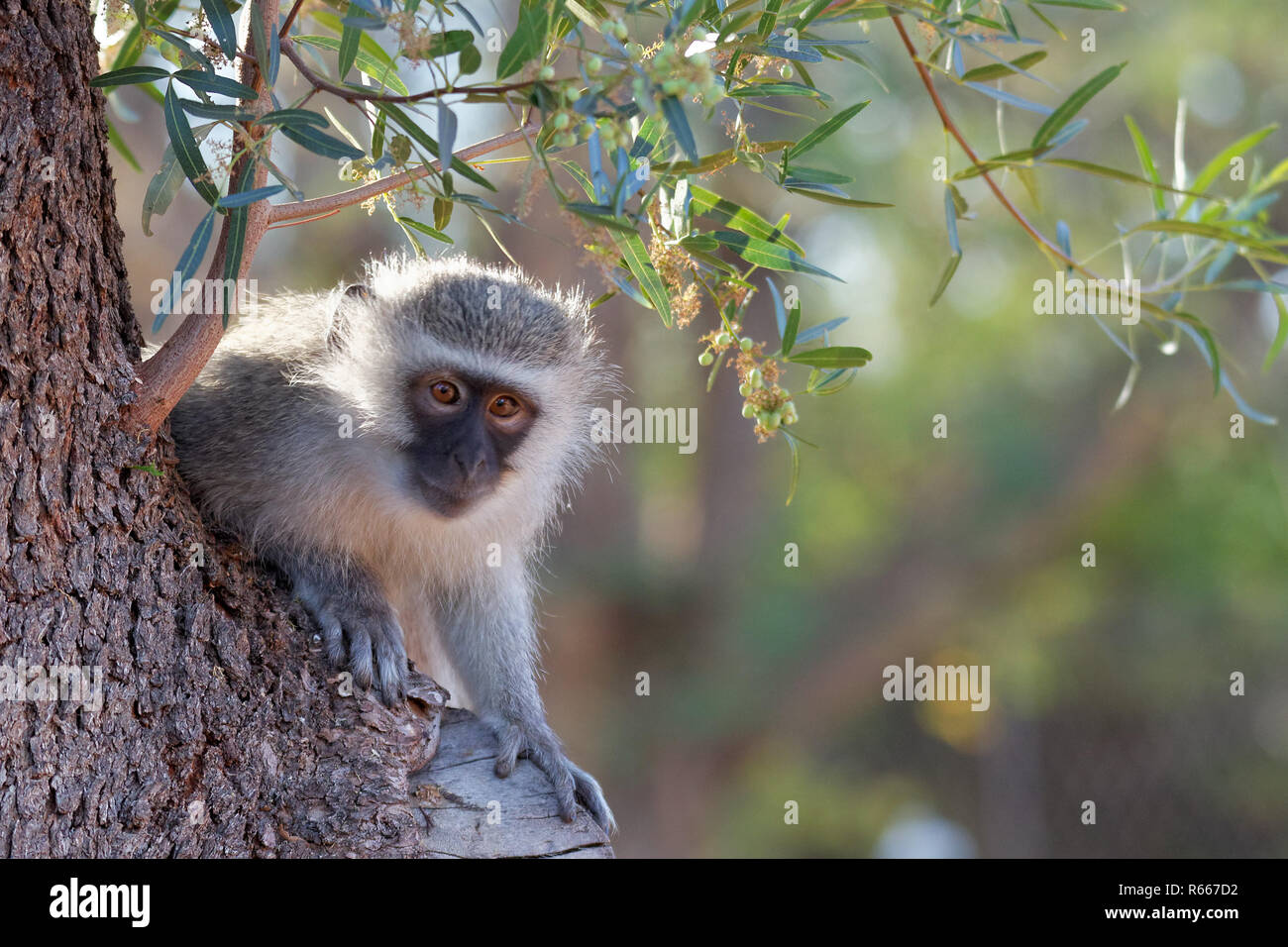 green monkey Stock Photo