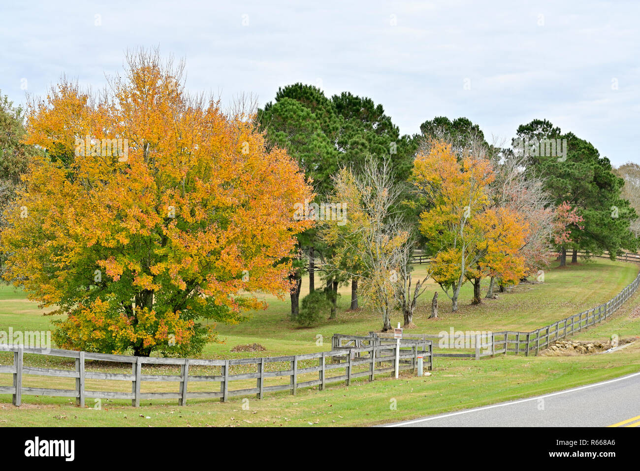 Trees changing into Fall colors behind a split rail fence along a country back road in South Alabama, USA. Stock Photo