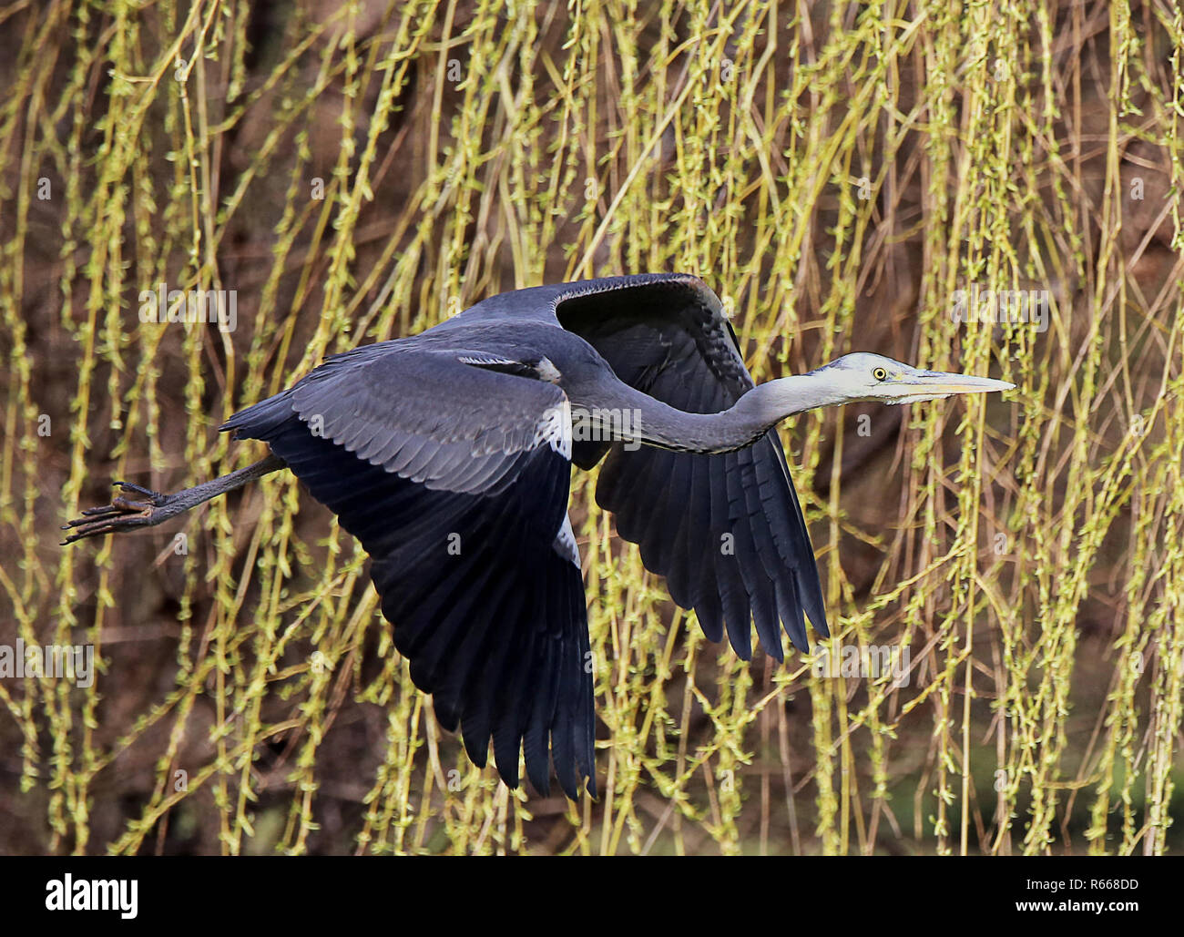 gray heron flies in front of weeping willow Stock Photo