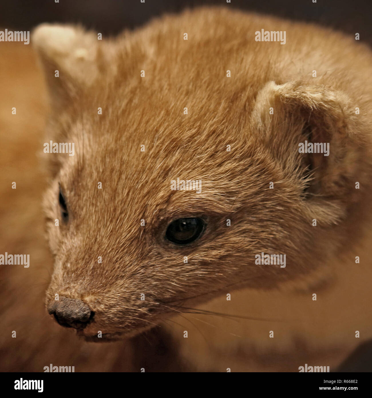 Pine Marten Or Marten Martes Martes In Square Cut Stock Photo Alamy