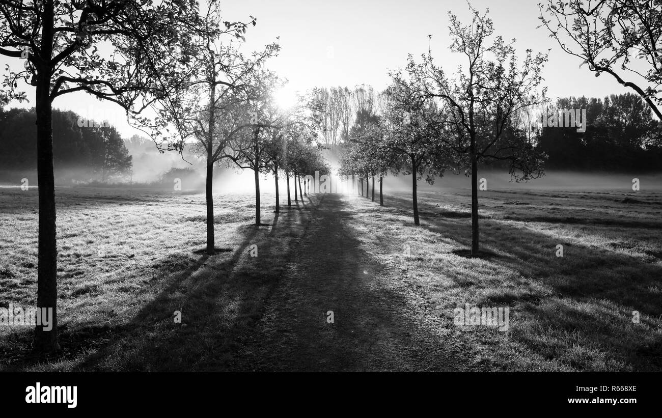 Morning field in the fog and the path leaving into the distance. Wuhlgarten, Berlin district of Marzahn-Hellersdorf. Black and white. Stock Photo