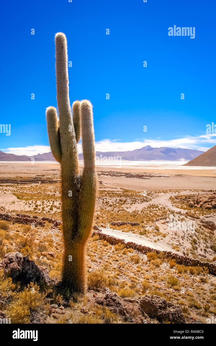 Single cactus growing on a pampa in Bolivia Stock Photo
