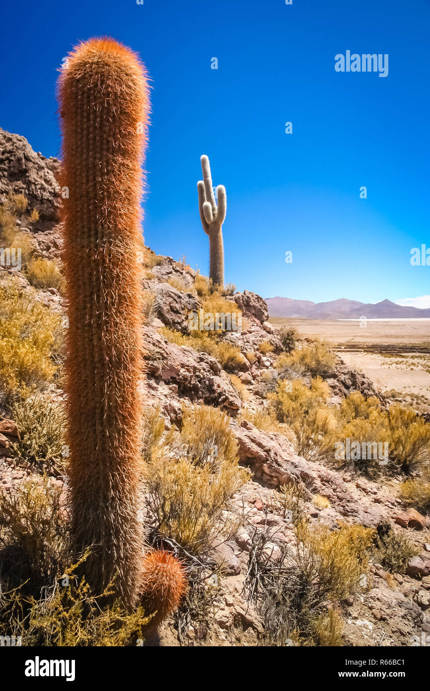 Single cactus growing on a pampa in Bolivia Stock Photo