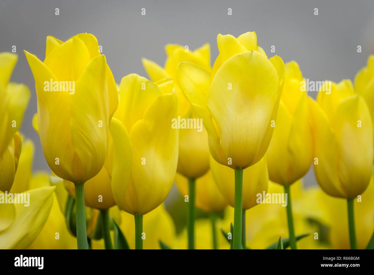 Bunch of yellow tulips Stock Photo - Alamy
