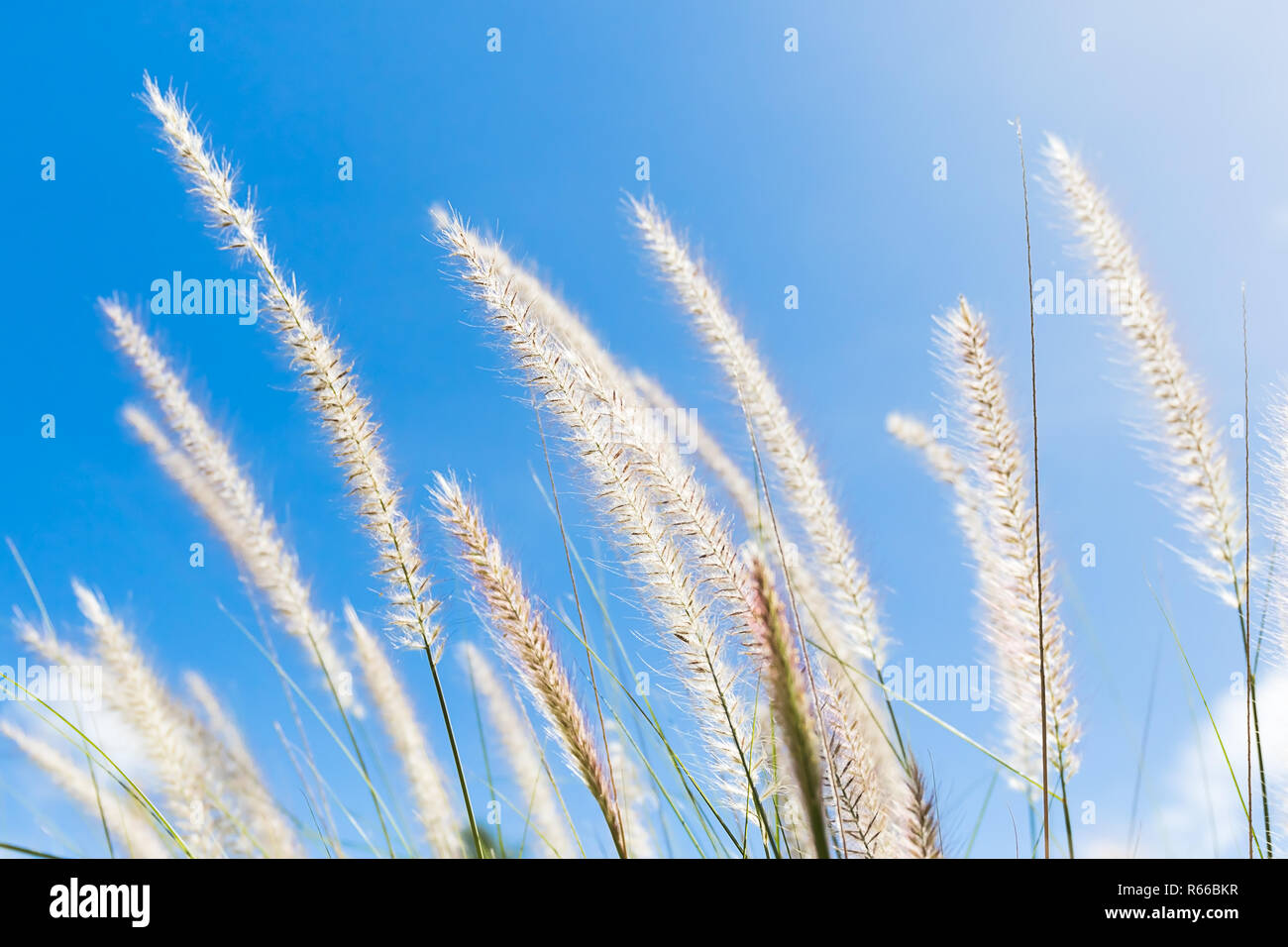 Cogon Grass on blue sky background Stock Photo