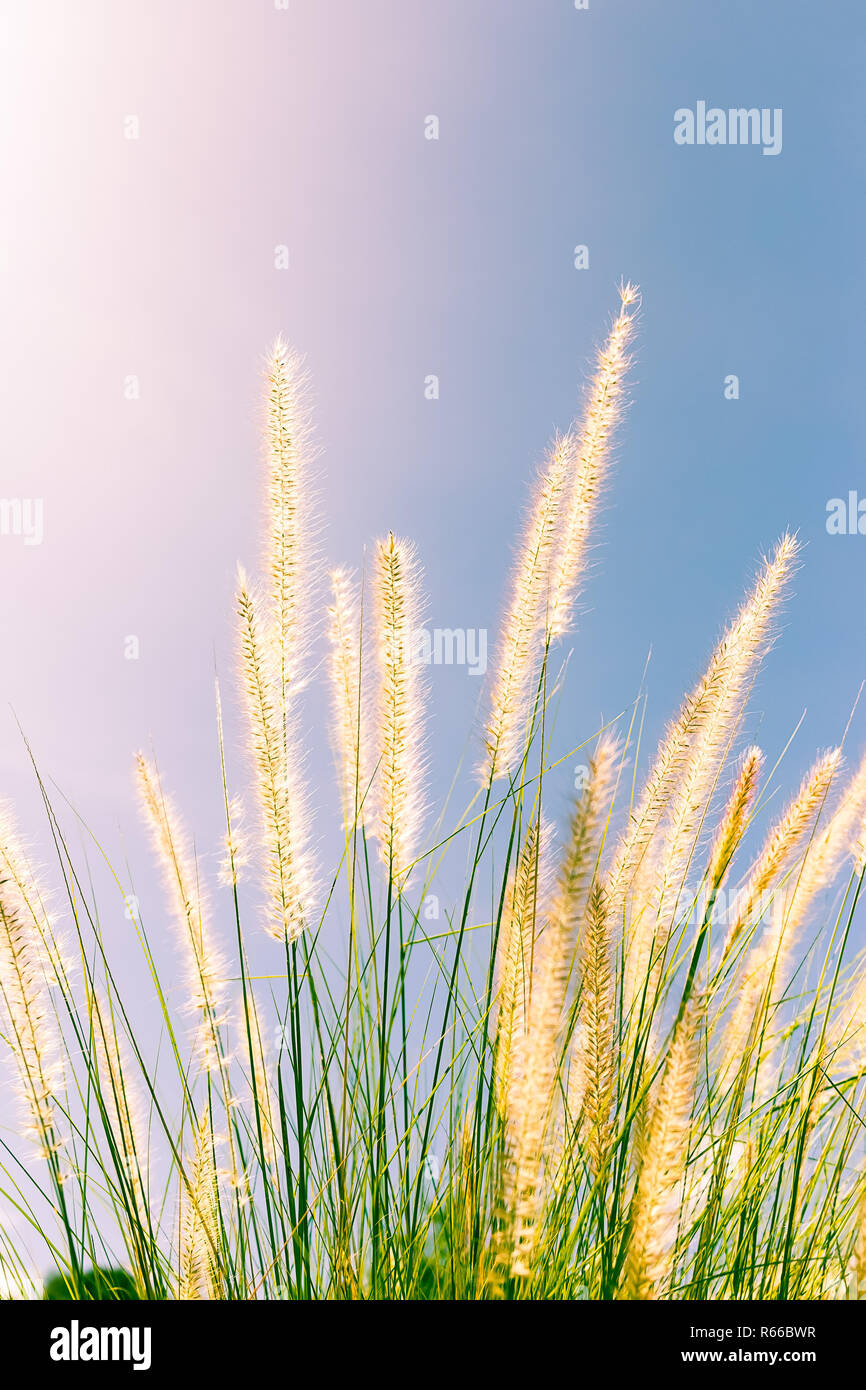 Feather grass in nature Stock Photo
