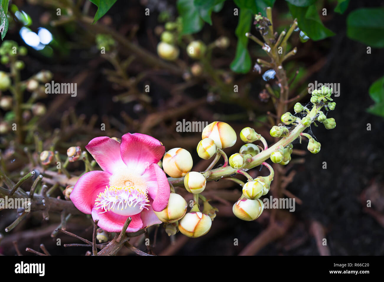 Shorea robusta(Couroupita guianensis) on the tree Stock Photo