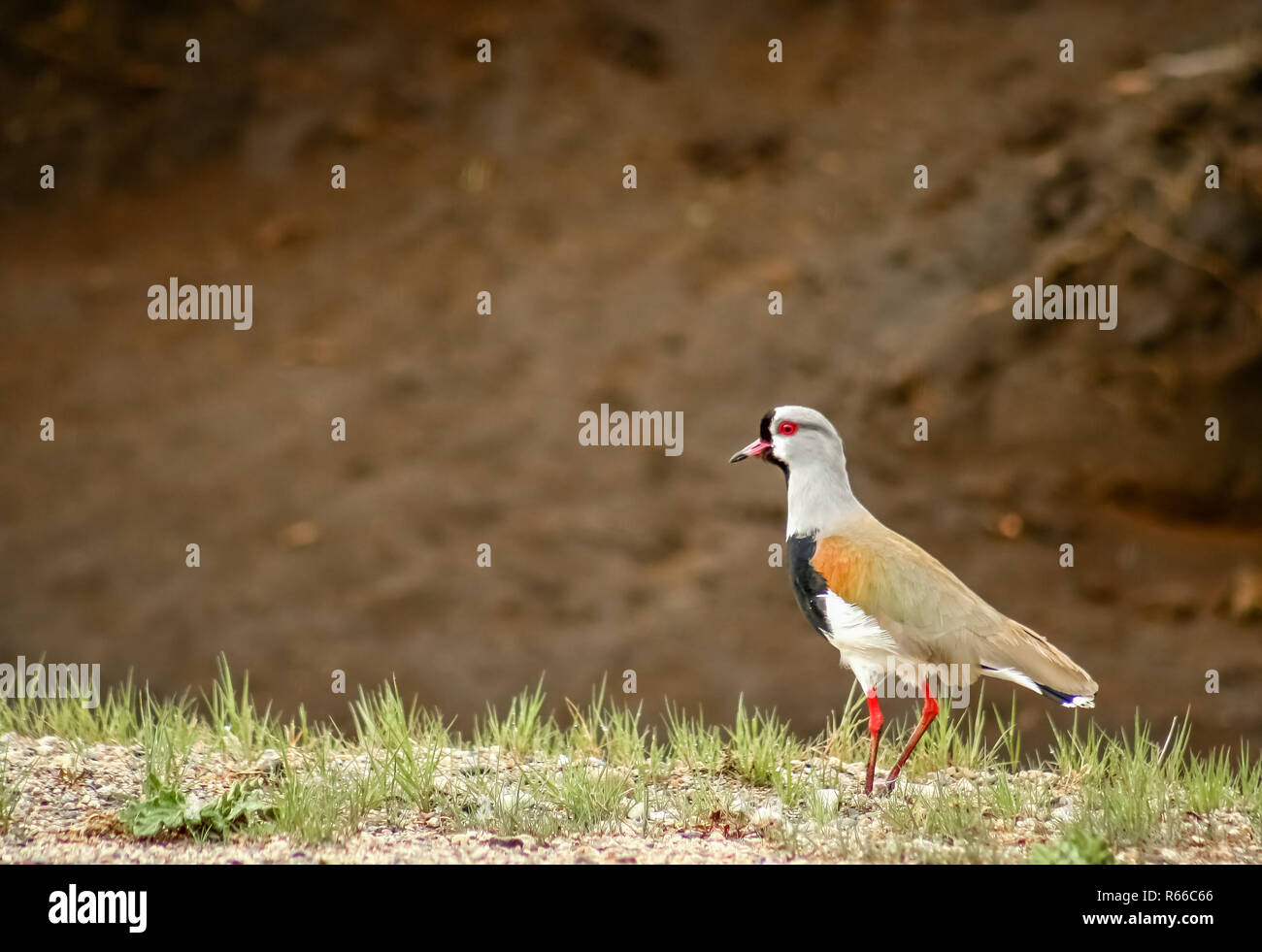 Tero bird called also southern lapwing Stock Photo - Alamy