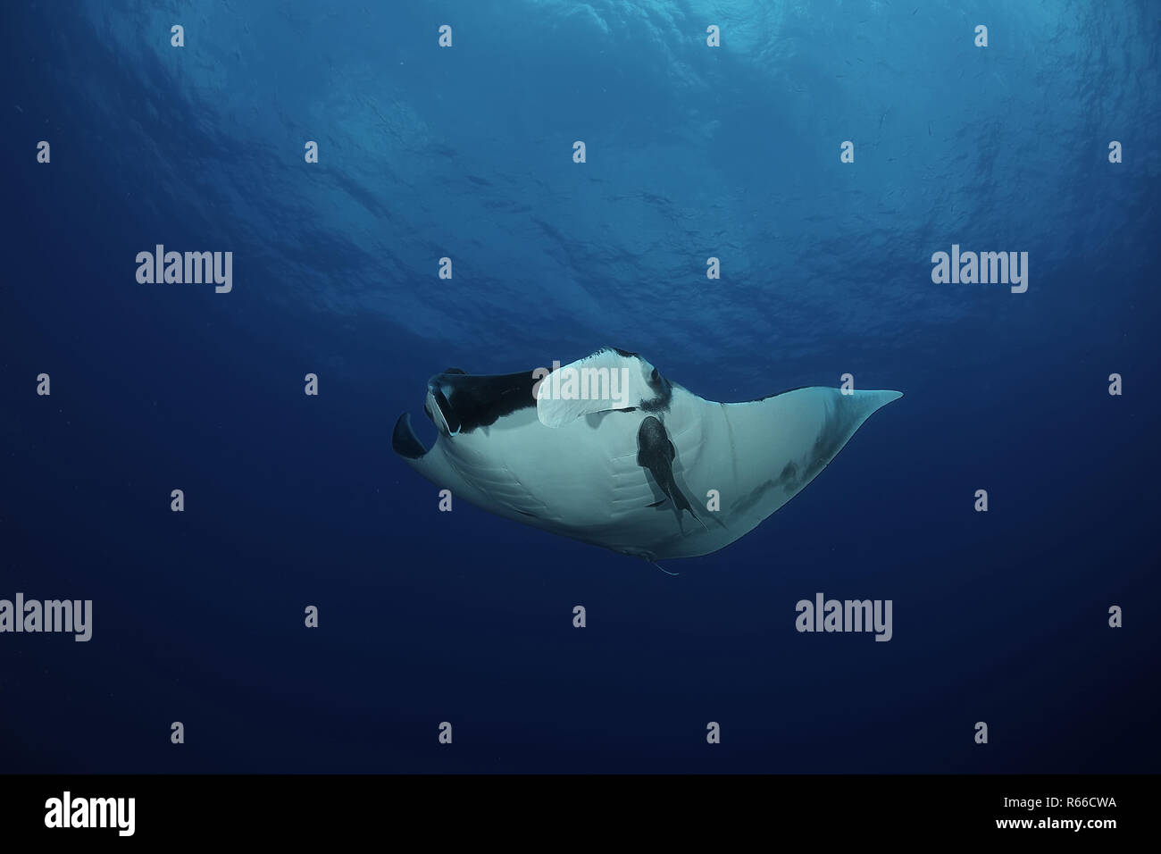 Manta ray diving Underwater Galapagos islands Pacific Ocean Stock Photo ...