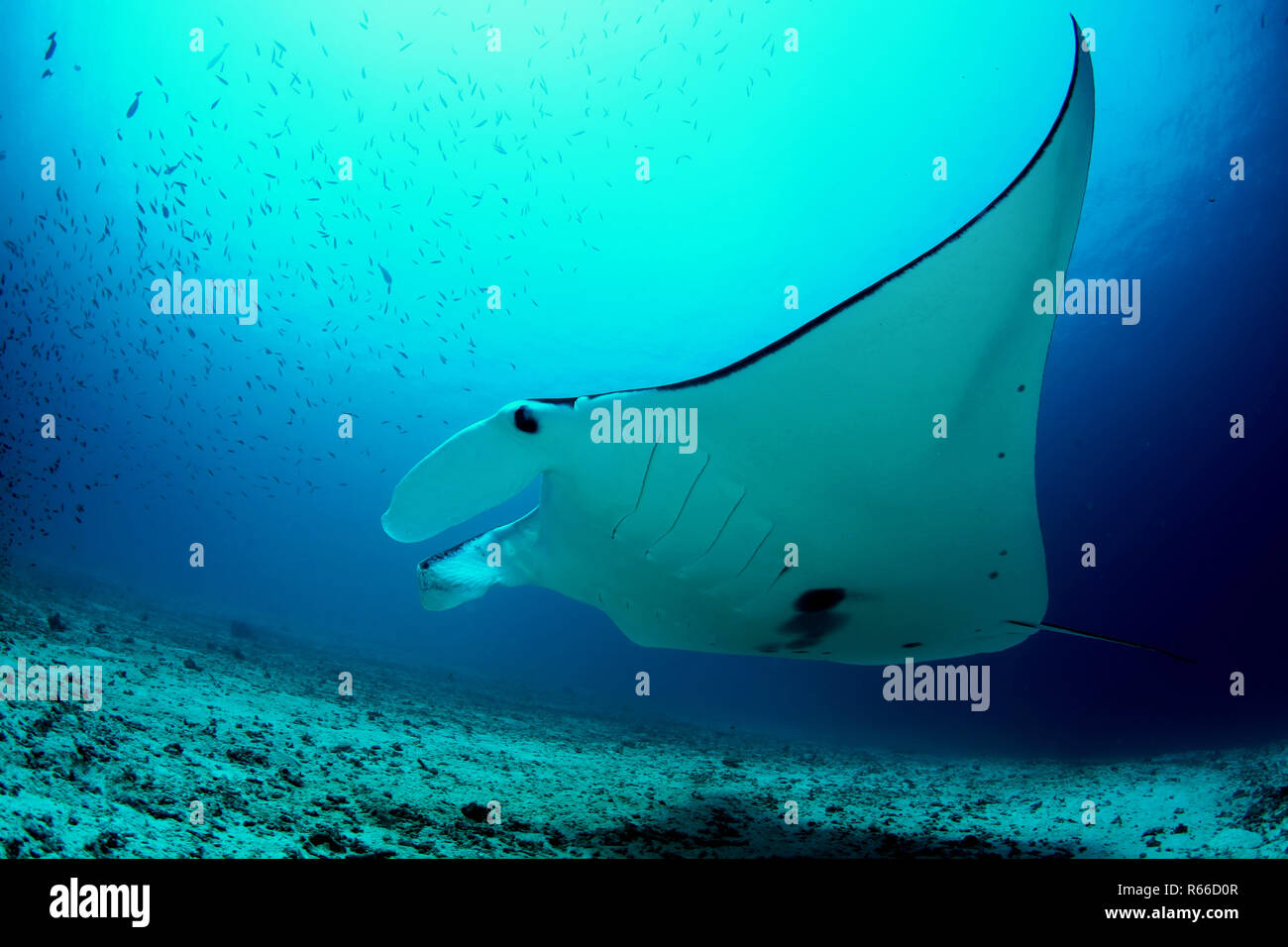 Manta ray diving Underwater Galapagos islands Pacific Ocean Stock Photo ...