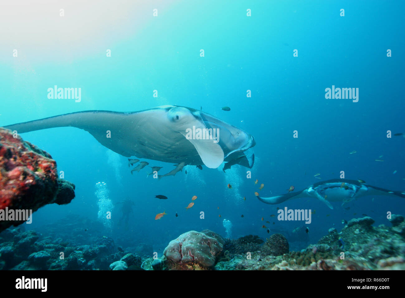 Manta ray diving Underwater Galapagos islands Pacific Ocean Stock Photo ...