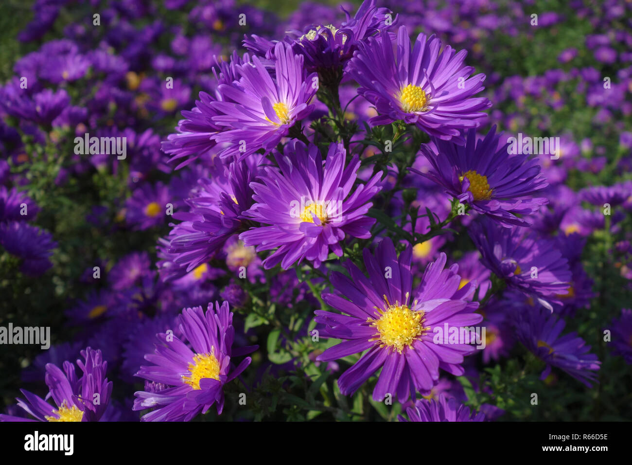 Neubelgische aster hires stock photography and images Alamy