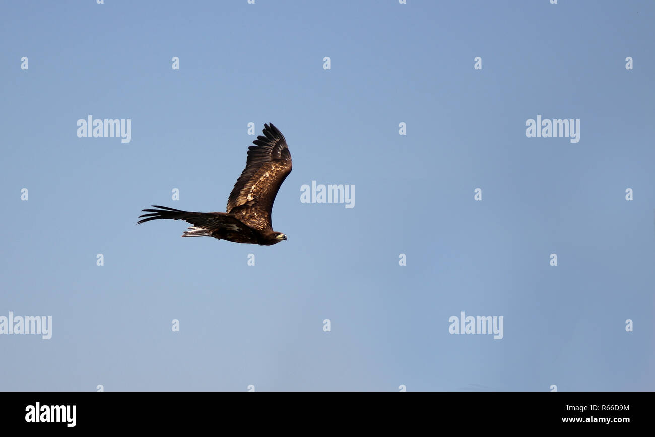 Golden eagle attack hires stock photography and images Alamy