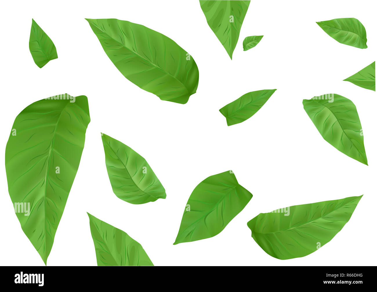 tobacco leaves background Stock Photo - Alamy