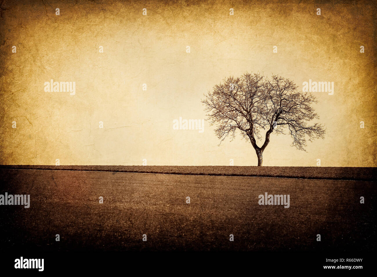 Single Tree in the field Stock Photo - Alamy