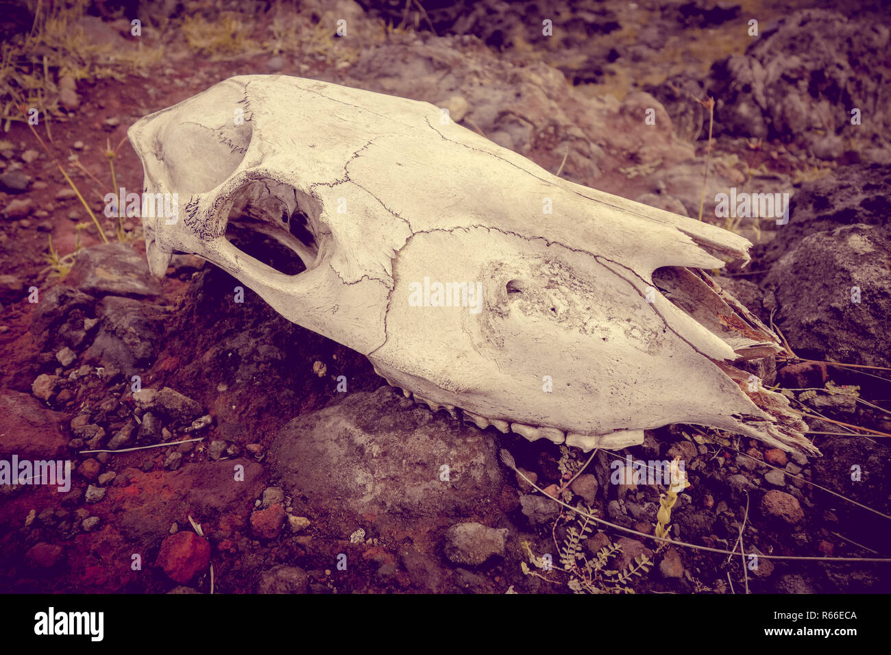 Horse skull and bones Stock Photo