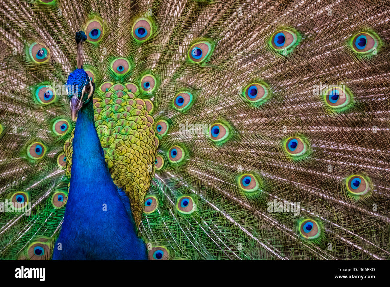 Detail bird wild male masculine hi-res stock photography and images - Alamy Detail bird wild male masculine hi-res stock photography and images - Alamy