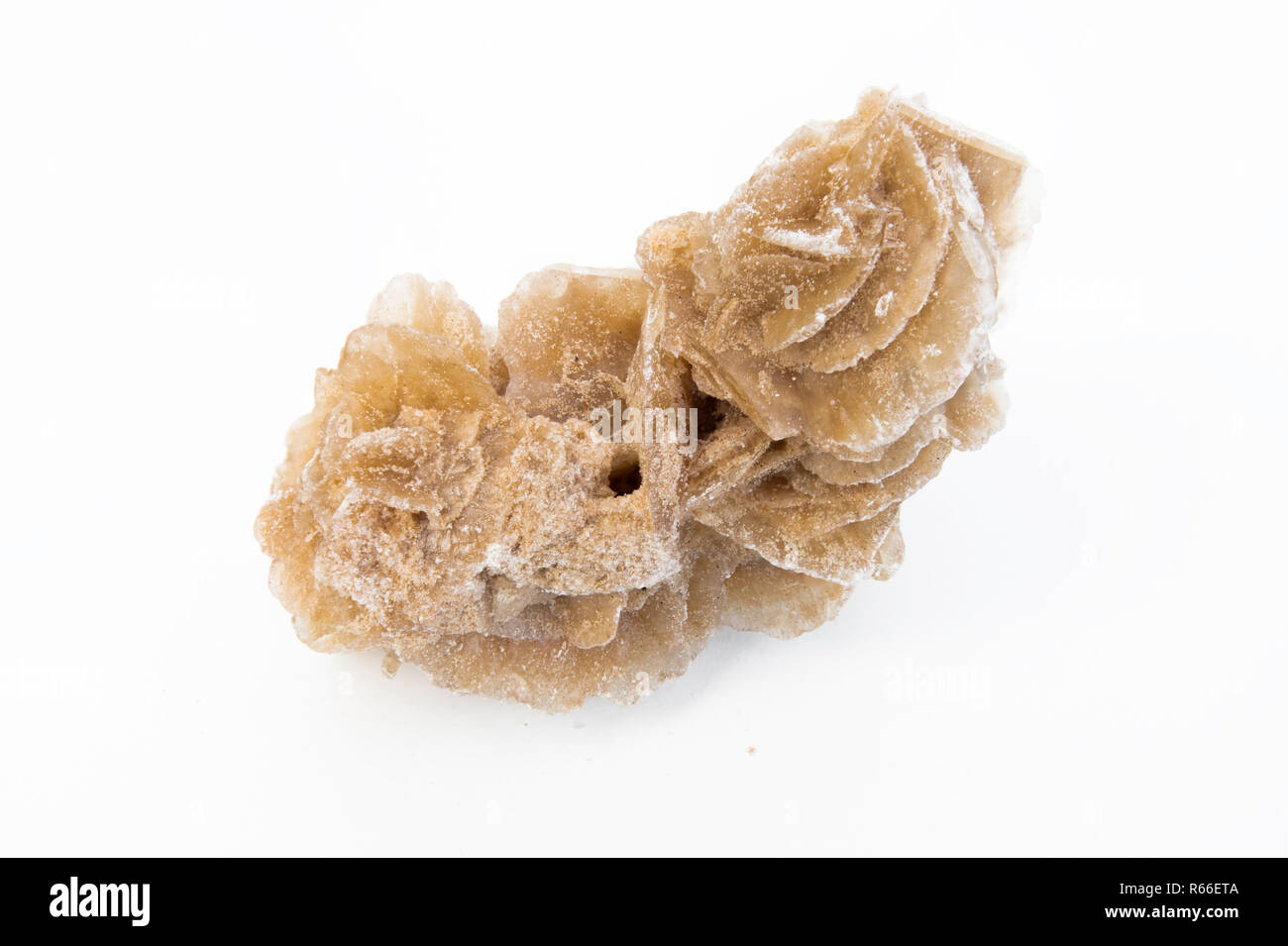 Desert rose isolated over white Stock Photo - Alamy
