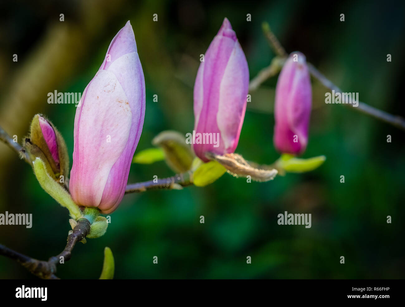 Closed magnolia buds Stock Photo