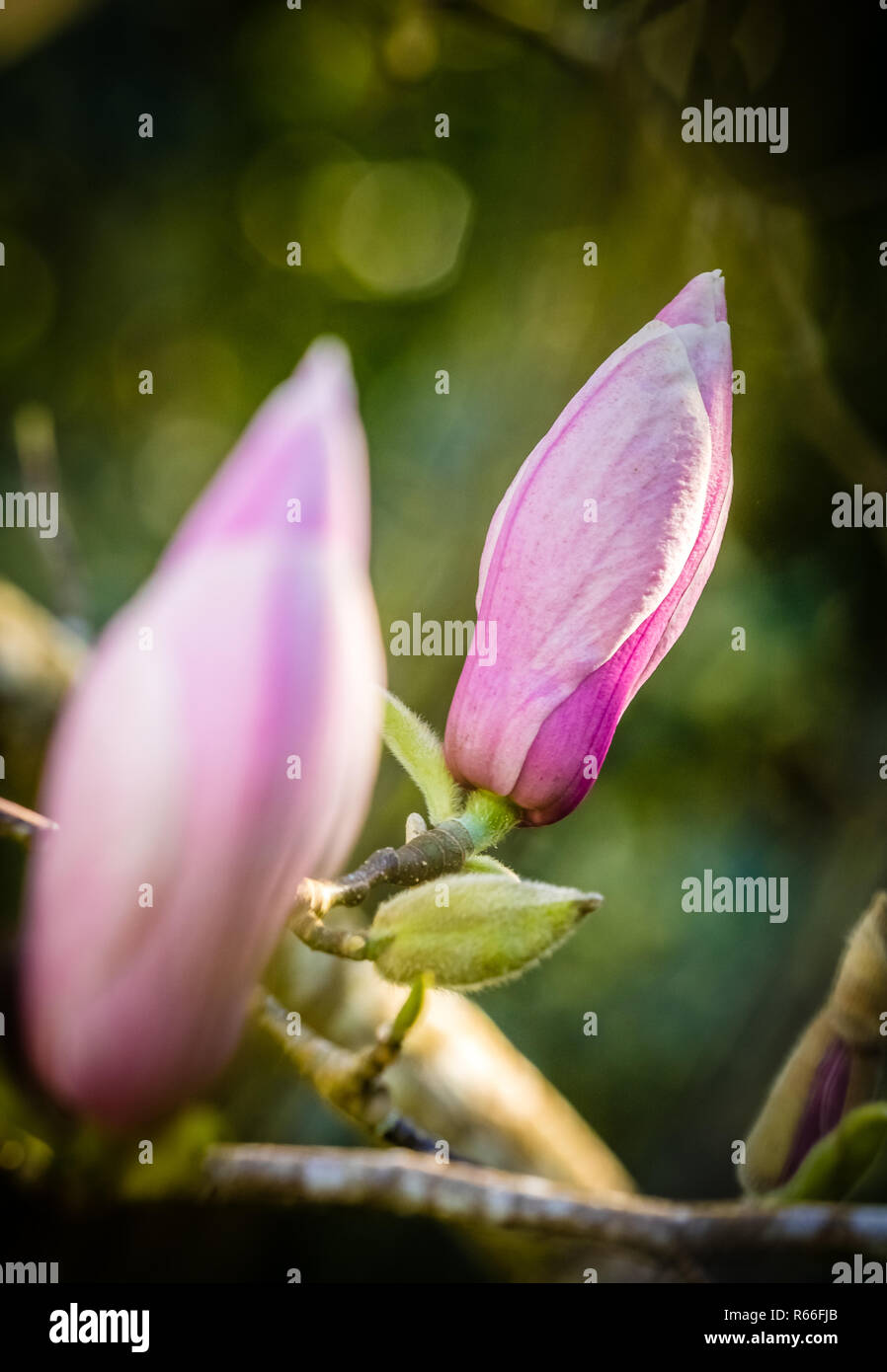 Closed magnolia buds Stock Photo