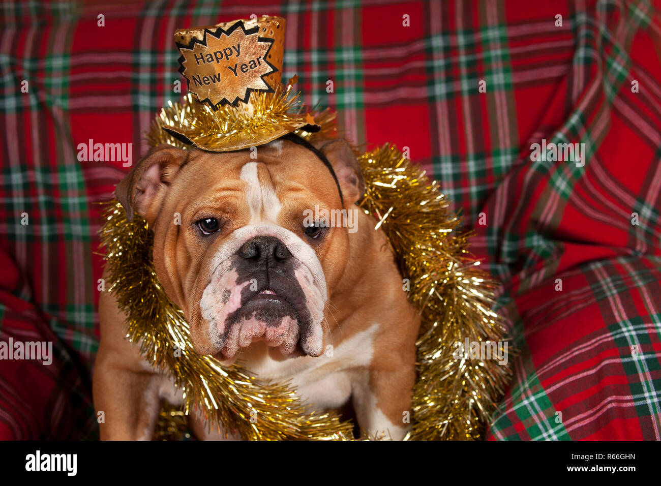 Sad Bulldog High Resolution Stock Photography And Images Alamy