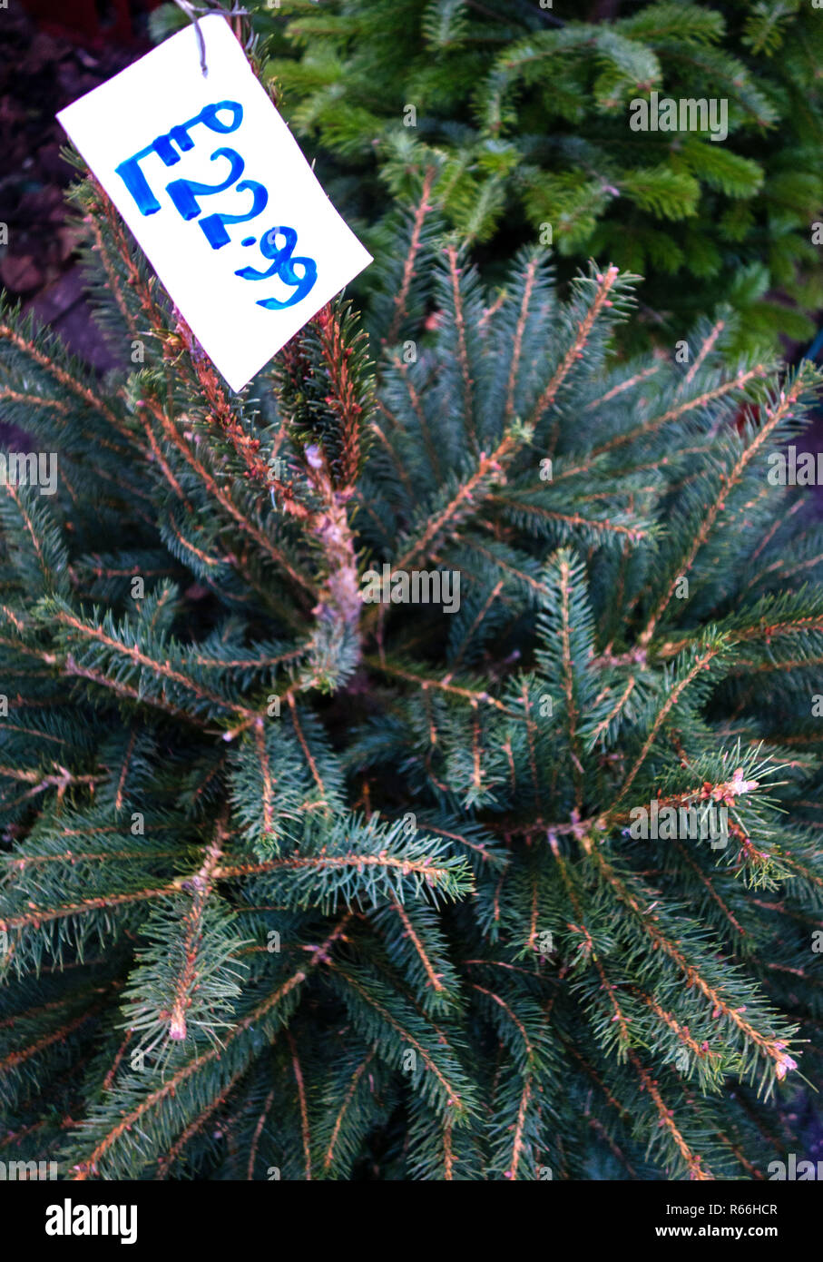 small christmas tree price
