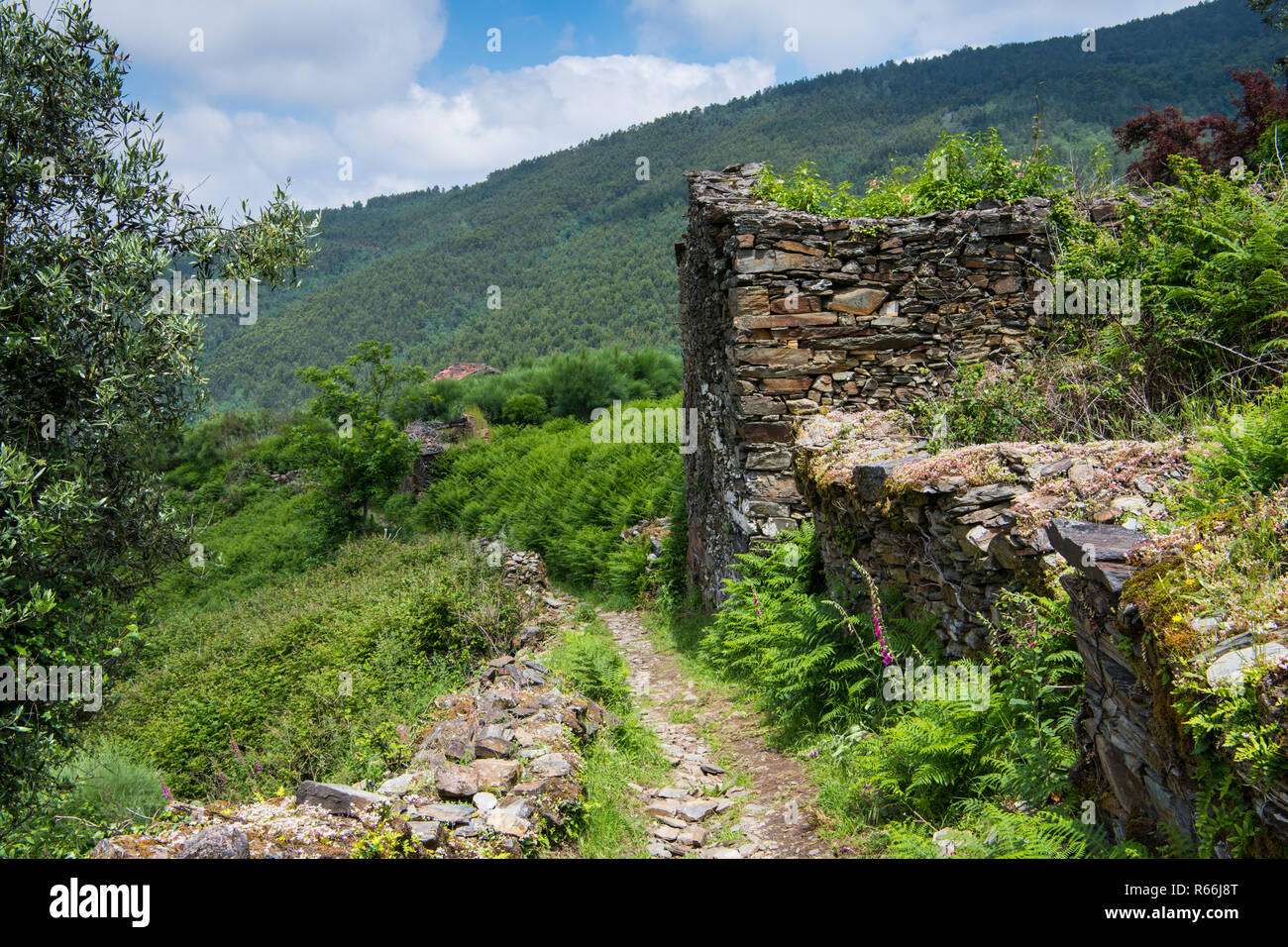 Overgrown ruins and lush landscape along the fern-lined hiking trail to the schist village of Talasnal in the Serra da Lousa mountains of Portugal Stock Photo