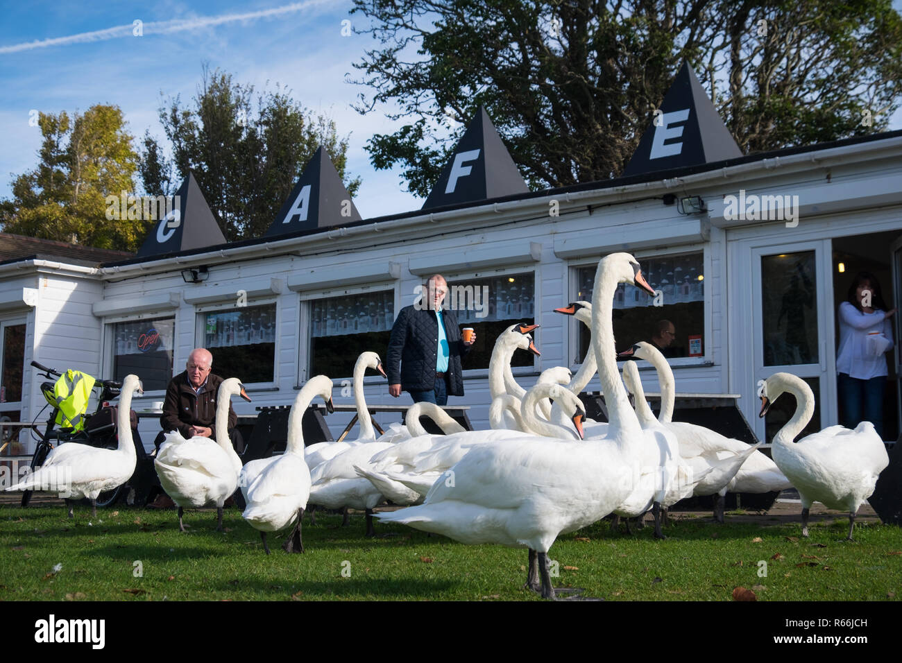 Swans stop for a drink of water at the cafe on Southsea Canoe Lake. Stock Photo