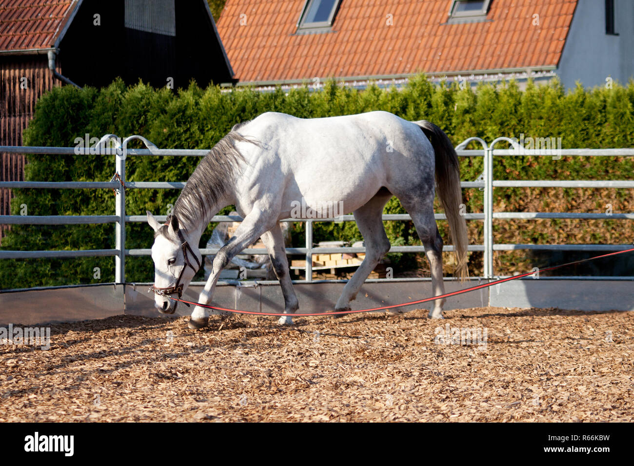 Horse with cavesson training with longe in round pen Stock Photo