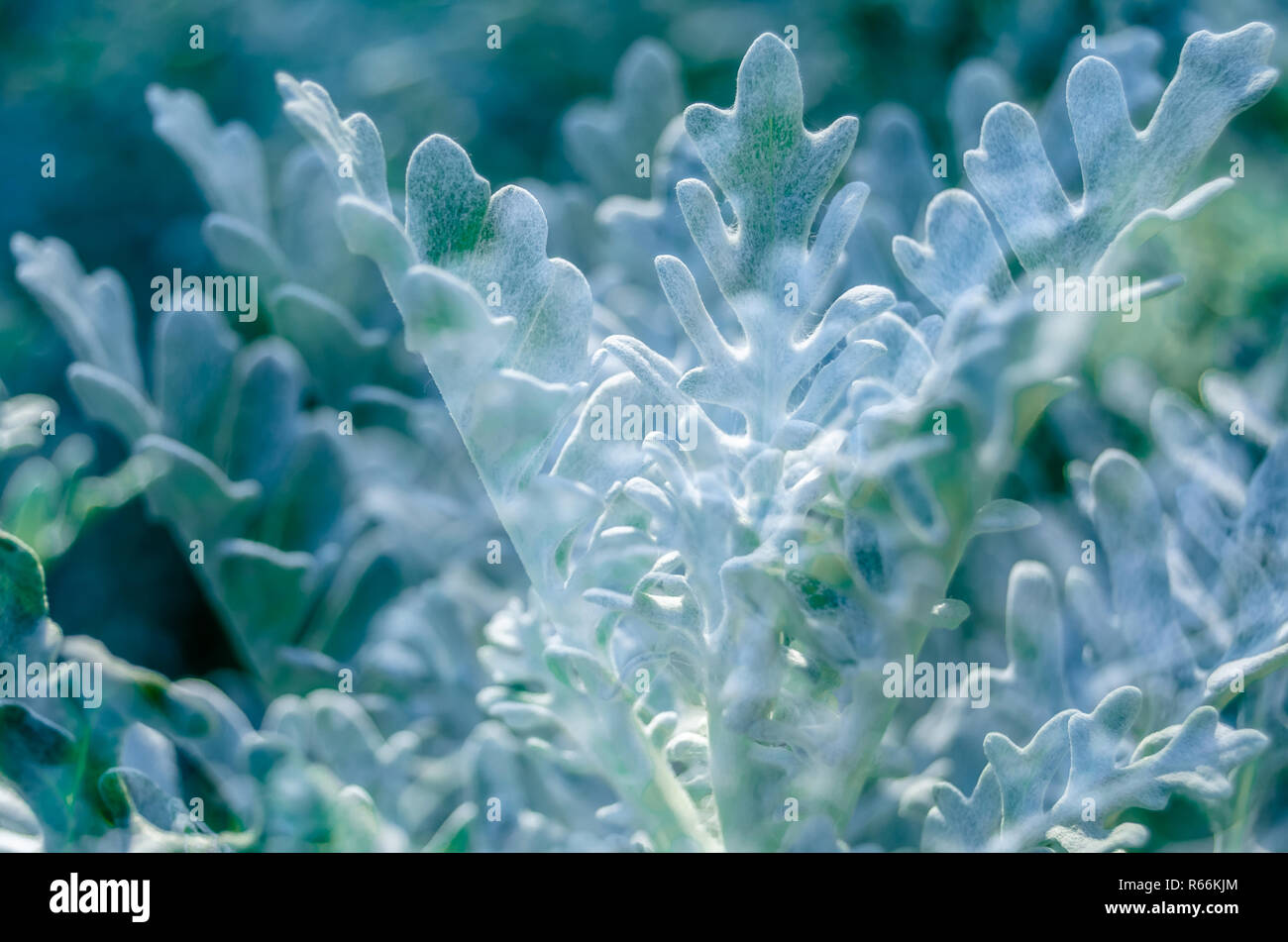 Dusty miller plant detail Stock Photo Alamy