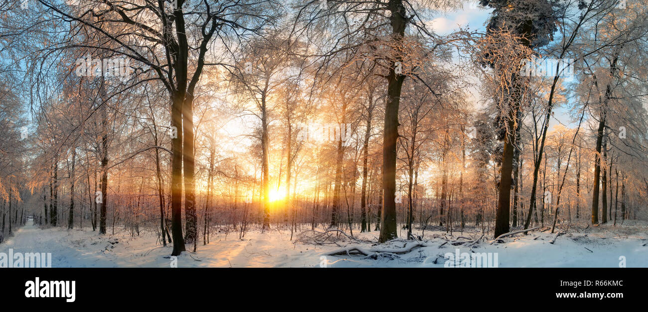 winter landscape: magical sunset in the forest Stock Photo