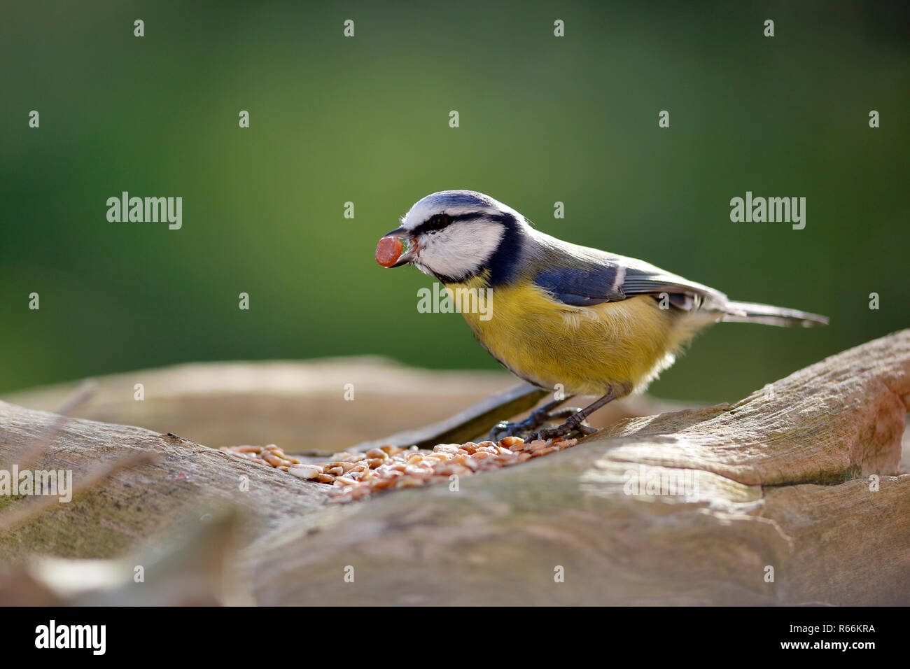 blue tit with food in its beak Stock Photo