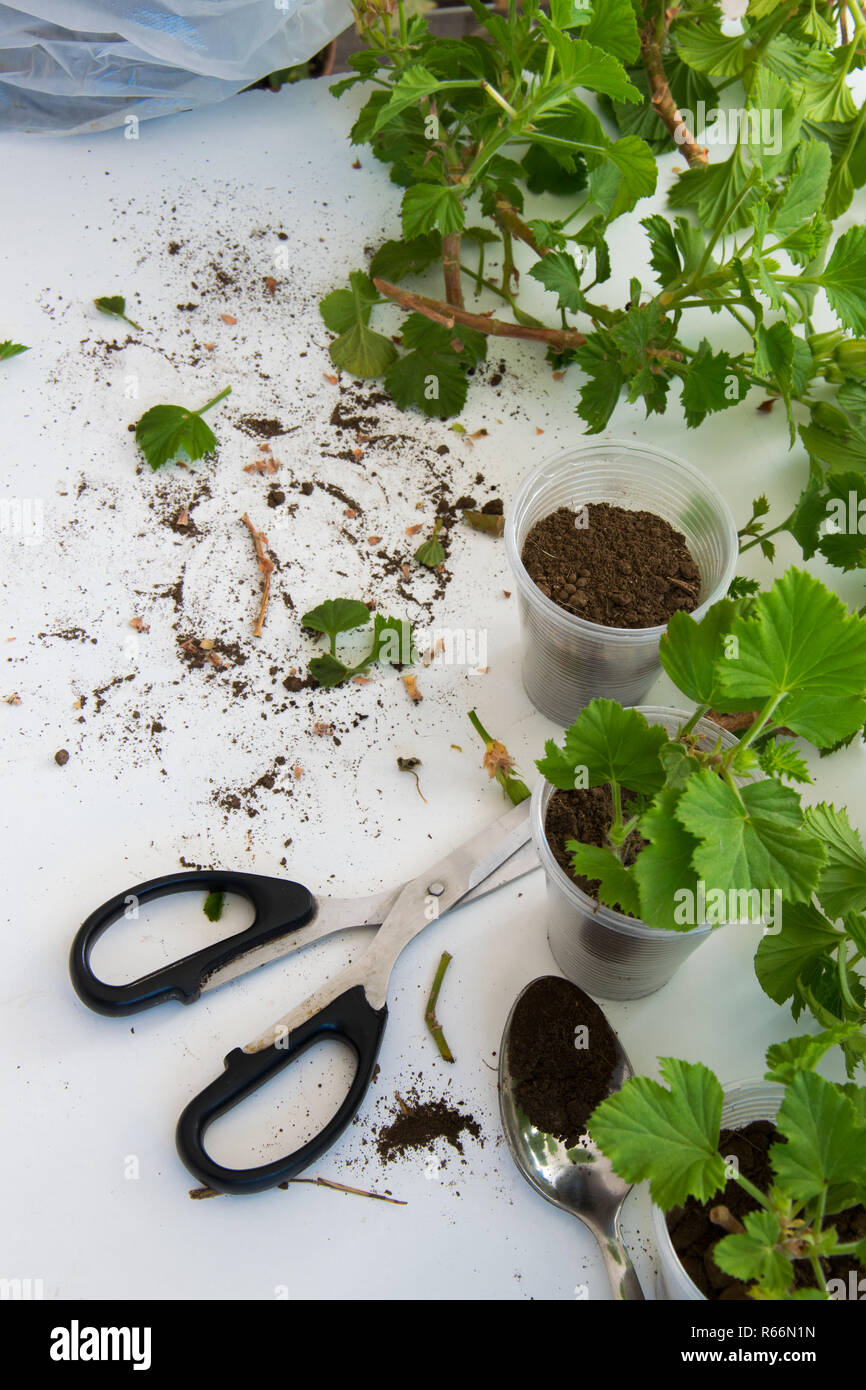 Gardening Diy Ideas