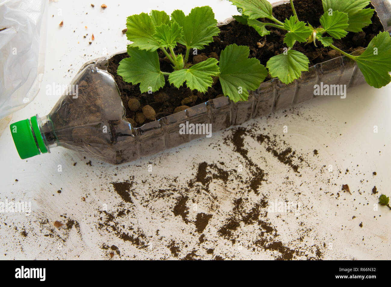 Rooting cuttings from Geranium plants in the plastic cups/bottle. DIY