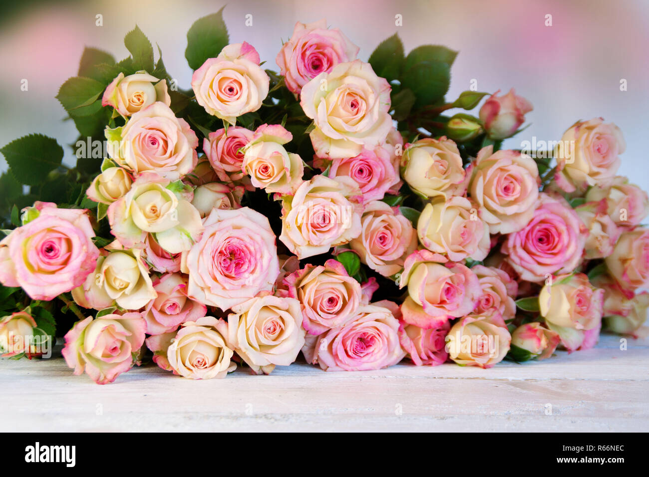many roses for mothers day Stock Photo