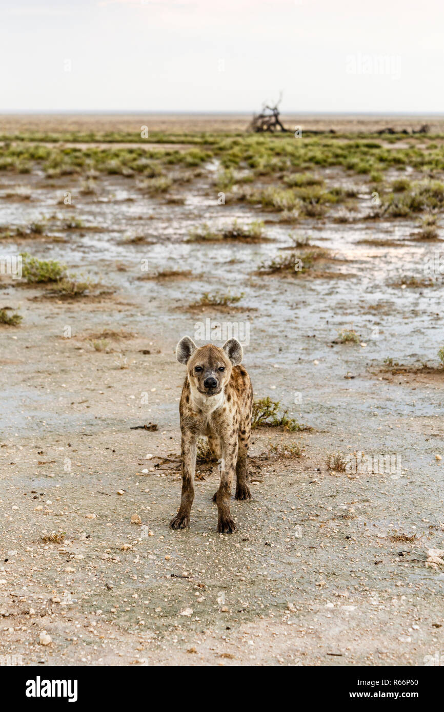 spotted hyena,mocks hyena,crocuta crocuta Stock Photo