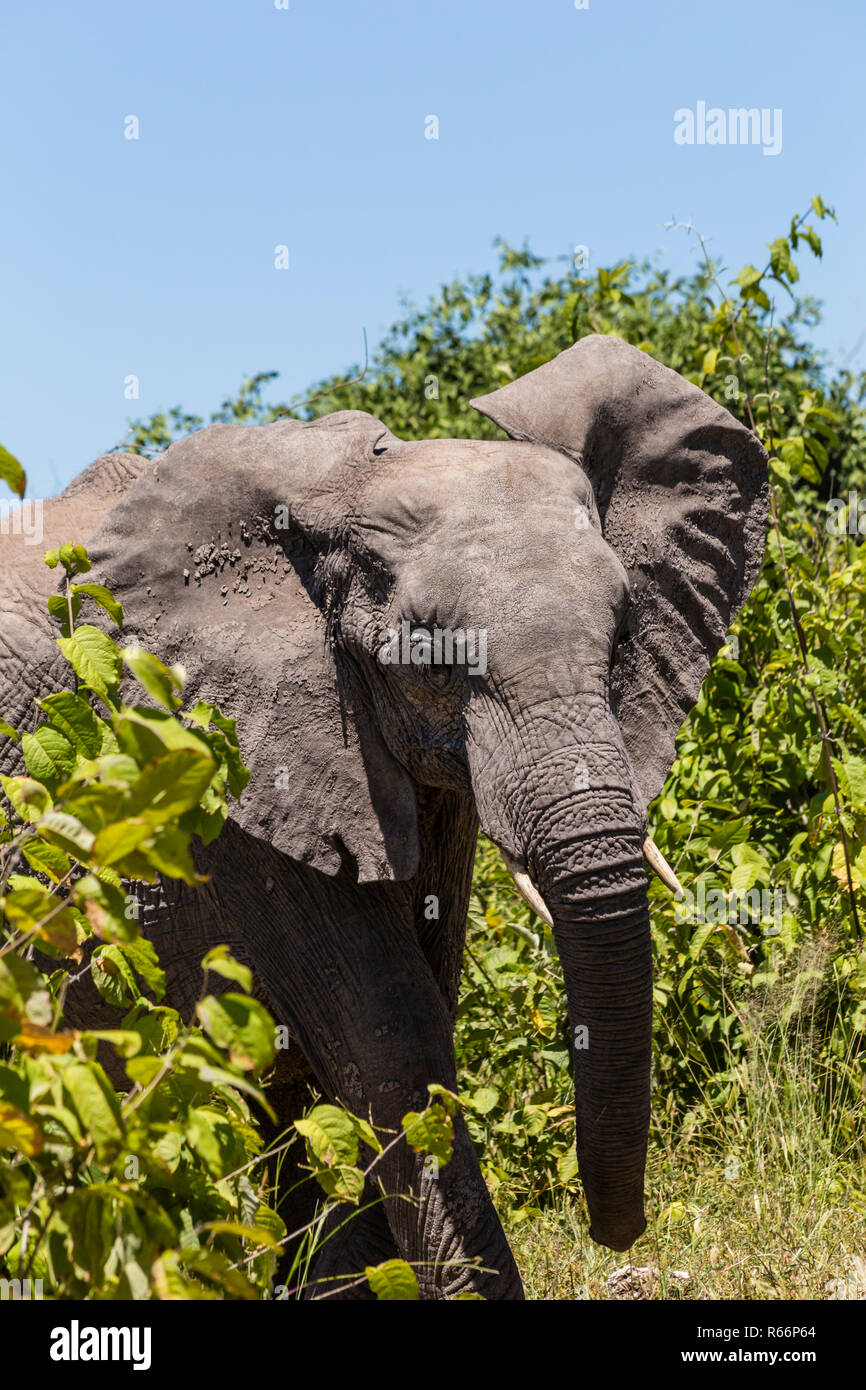 african elephant,african bush elephant Stock Photo