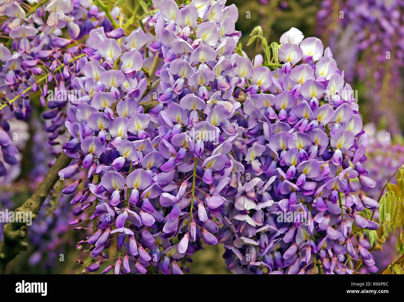 flower cluster of the edelweiss wisteria sinensis Stock Photo Alamy