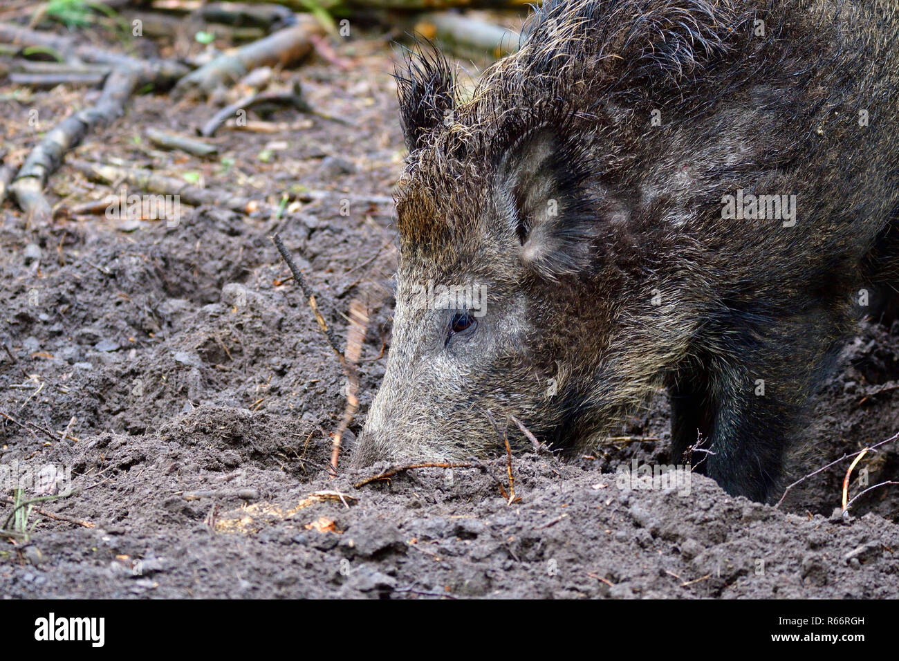 boar digs in the forest floor Stock Photo