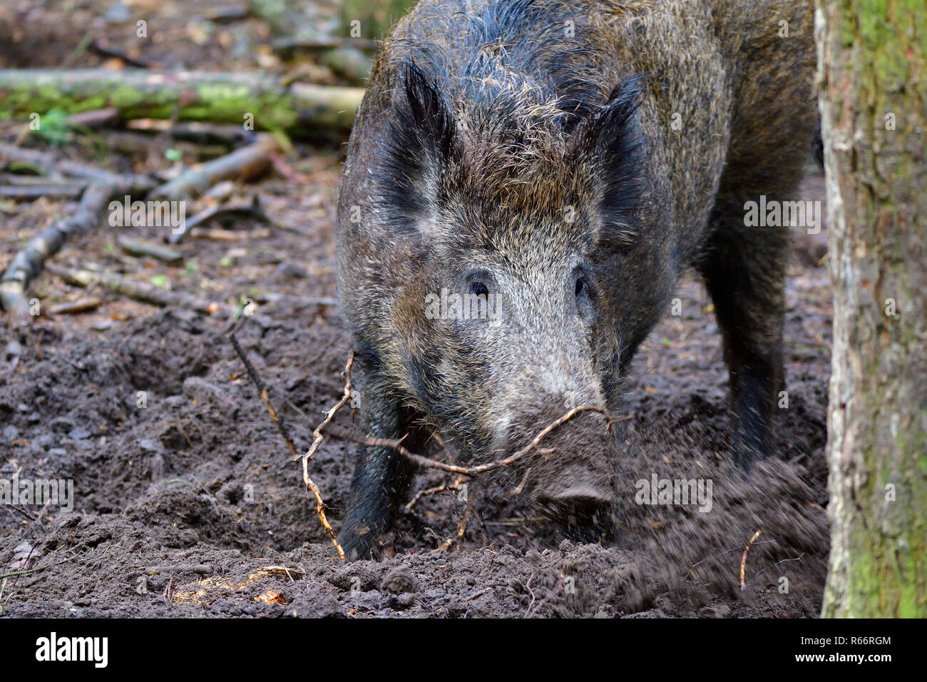 boar digs in the forest floor Stock Photo