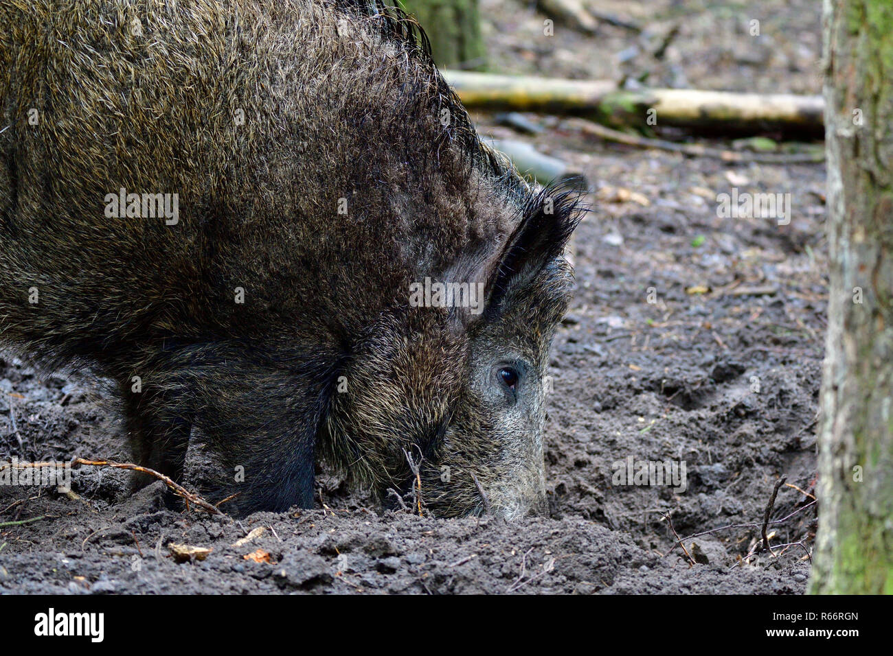 boar digs in the forest floor Stock Photo