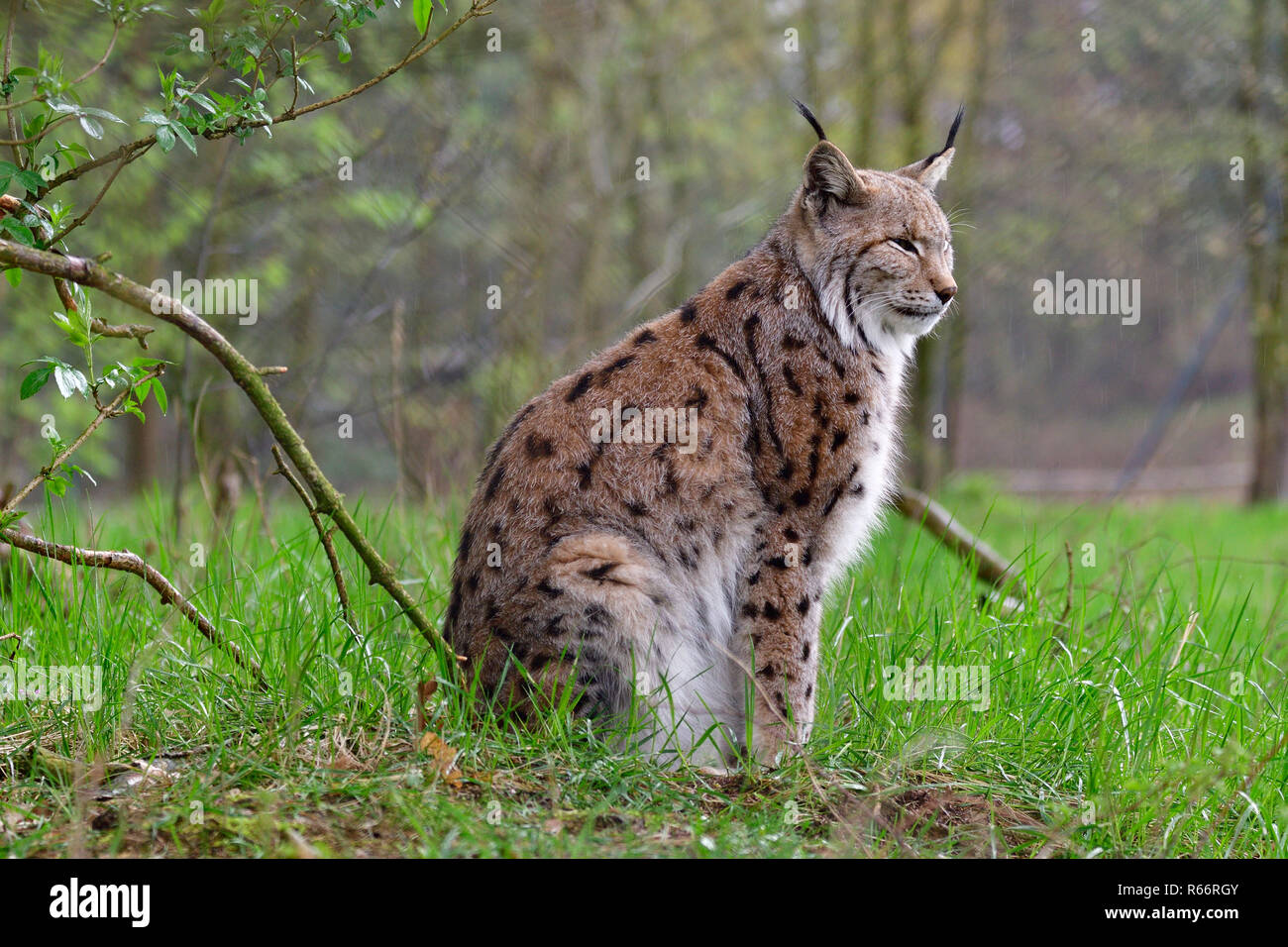 eurasian lynx in the rain Stock Photo - Alamy