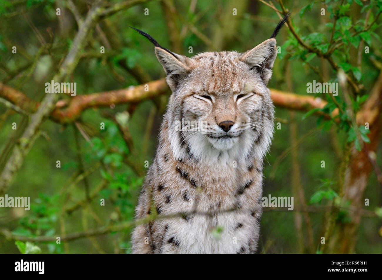 eurasian lynx in the rain Stock Photo