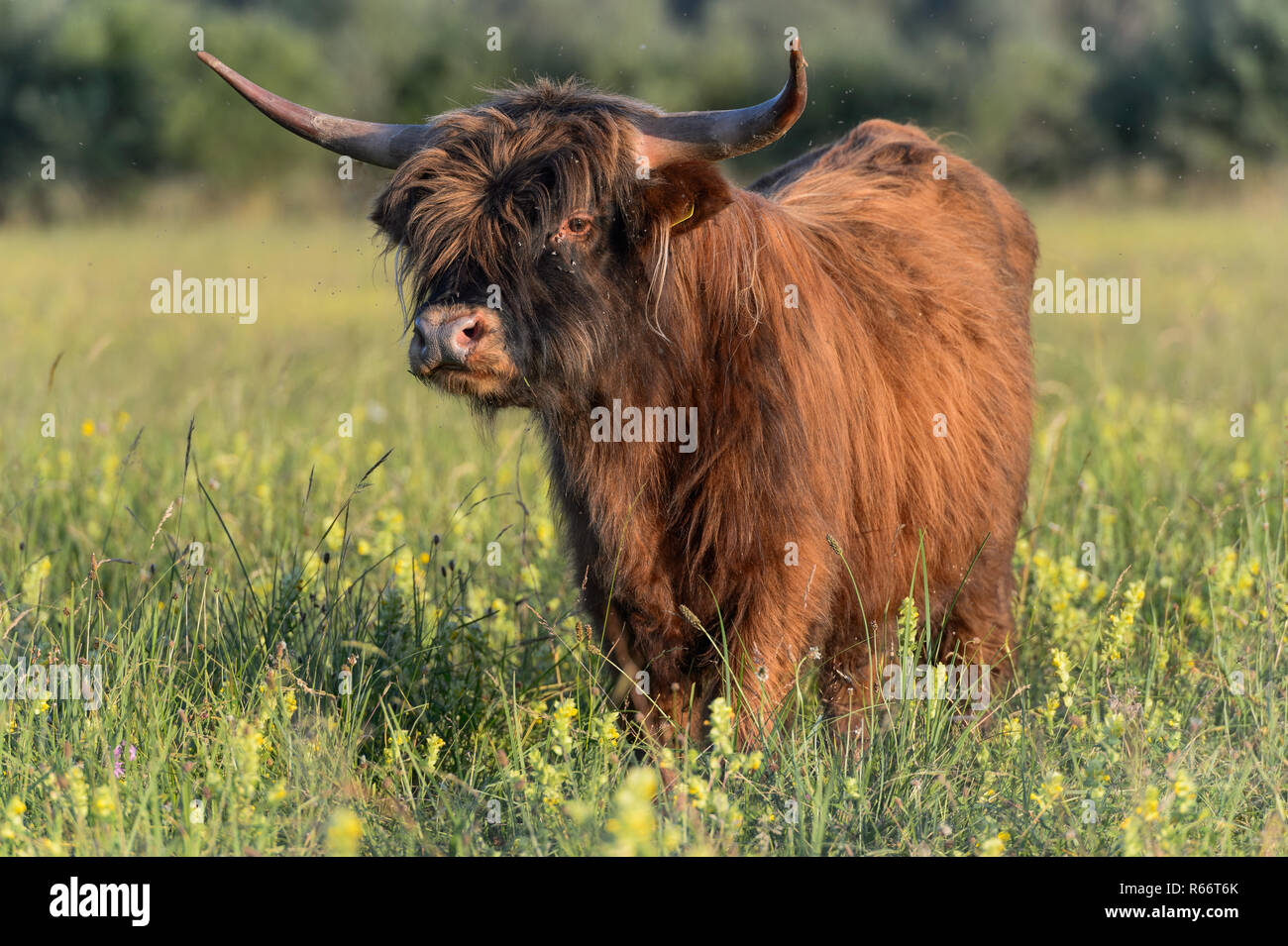 highland cattle on pasture Stock Photo - Alamy